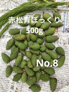 期間限定特価！】富山県産 大きめサイズ！黒松赤松青ぼっくり1