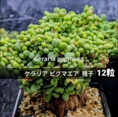 2025年最新】ケラリア ピグマエア 種子の人気アイテム - メルカリ