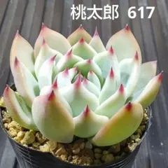 桃太郎 617 エケベリア 多肉植物 抜き苗