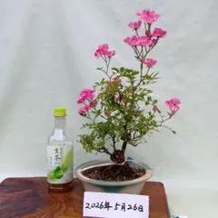 皐月さつき盆栽 【歓喜天 かんきてん】 - メルカリ