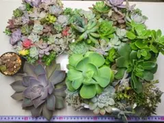 大特価メルカリ宅急便多種多肉植物抜き苗カット苗セットまとめ売り詰め合わせ寄せ植え