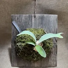 2025年最新】セルソタツタの人気アイテム - メルカリ