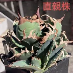 2026年最新】魔丸 アガベの人気アイテム - メルカリ