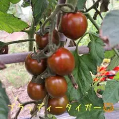 yossy様 リクエスト 2点 まとめ商品