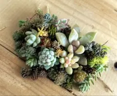 多肉植物　カット苗セット　G