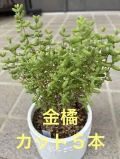 banjo12様専用 ドロサンテマム グロボーサム 多肉植物 7.5cmポット