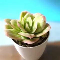 2026年最新】多肉 錦の人気アイテム - メルカリ