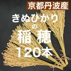 いなほ 稲穂 120本 令和7年産 京都丹波産きぬひかり ドライフラワー