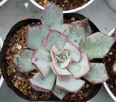 ゴ*～様 ストリクチフローラノヴァ　エケベリア　　　多肉植物