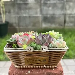 ☆速達付き☆♡そのまま飾れる♡ミニコンテナ缶♬多肉植物寄せ植え