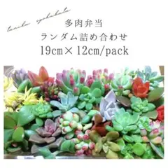 多肉植物詰め合わせ♡多肉弁当！カット苗