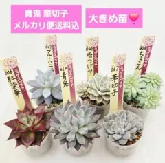 2026年最新】おらいさん苗 青鬼の人気アイテム - メルカリ