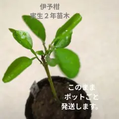 マネッティア苗 - メルカリ