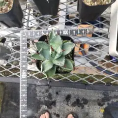 アガベ 八荒雷神のサムネイル