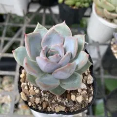 多肉植物 ダークアイス 抜き苗 - メルカリ
