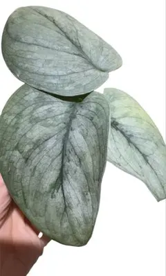 2026年最新】スキンダプサスの人気アイテム - メルカリ