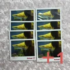 すとぷり さとみくん ブロマイド さめ