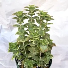 かおりてん様 リクエスト 2点 まとめ商品