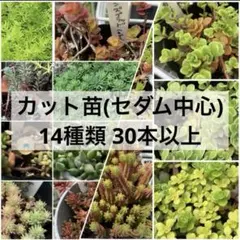 多肉植物 セダム系 14種類 カット苗 寄せ植え まとめ売り