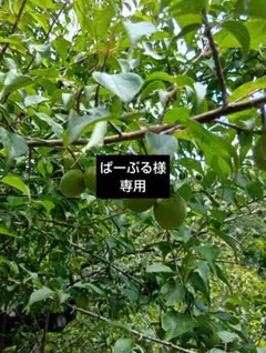 古城梅5キロ　ぱーぷる様専用ページ