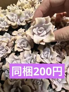❤️専用出品❤️✨メルカリ便✨クリスペートビューティー  ❤️抜き苗❤️パープル札 2025年最新】クリスペートビューティの人気アイテム - メルカリ