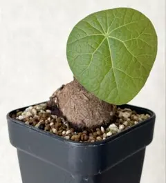 2026年最新】kaweesakiiの人気アイテム - メルカリ