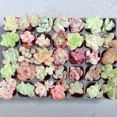 Ｅ　サービス品！ 韓国苗　カット苗　 ミニミニ寄せ植え用　多肉植物