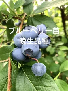 まとめ売り！　完熟冷凍ブルーベリー【L・2L】4kg まとめ売り！ 完熟冷凍ブルーベリー【L・2L】4kg - メルカリ