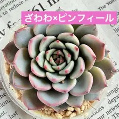 プーさん様 リクエスト 3点 まとめ商品