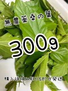 500g】無農薬桑の葉【600~700枚程度】 - メルカリ