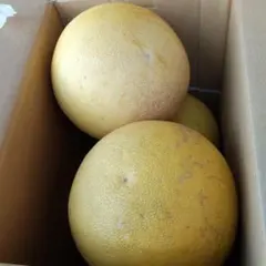 2026年最新】チャンドラポメロの人気アイテム - メルカリ