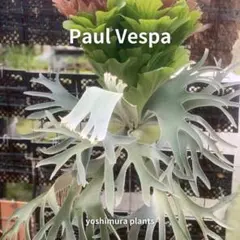 2026年最新】コロナリウムの人気アイテム - メルカリ