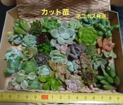 エケベリア☆センペルビウムほかカット苗☆ ネコポス発送^^のサムネイル