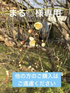 まる◎様専用