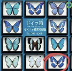 2025年最新】ヘレナモルフォの人気アイテム - メルカリ