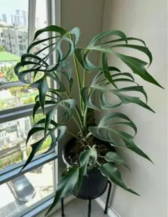 2025年最新】バールマルクスフレームの人気アイテム - メルカリ