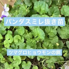 パンダスミレの抜き苗　ゆうパケットポストミニ　一袋分　ツマグロヒョウモンのえさのサムネイル