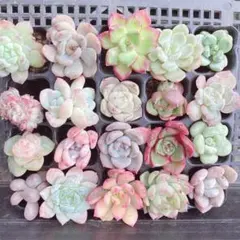⑤サービス品！ 韓国苗　カット苗　ミニ寄せ植え用　多肉植物