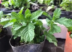 HAYASHI様 リクエスト 2点 まとめ商品