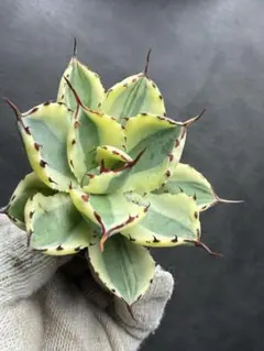 2026年最新】アカベの人気アイテム - メルカリ