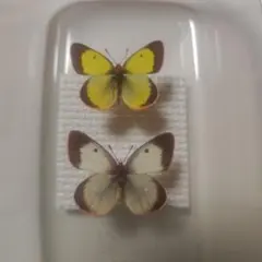軽微色彩異常】ヒイロツマベニチョウ♂♀標本☆ブル島産☆ 97mm美麗