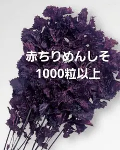 赤紫蘇苗300本 赤紫蘇苗300本 Amazon.co.jp: 赤紫蘇苗 : おもちゃ