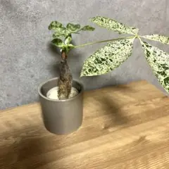 Top【選抜株】多肉植物 266072チーズケーク 10個 鉢無し - メルカリ