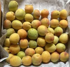 【採れたて直送】いろどり完熟南高梅1キロ無農薬のサムネイル