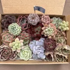多肉植物　エケベリア　韓国苗　セダムカット苗　詰め合わせセット