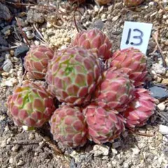 moko様 リクエスト 4点 まとめ商品