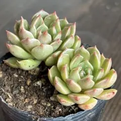 多肉植物 ピンクルルビー抜き苗×2 - メルカリ