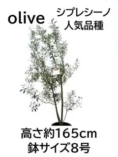 オリーブ シプレッシーノ 150cm❗ 整った樹形 綺麗な葉色 このまま