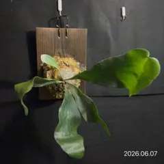 ビビカクシダエレマリア Platycerium Elemaria 2 - メルカリ