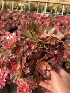 Top【選抜株】多肉植物 264061アエオニウム ウィッチ綴化 12個 鉢無し